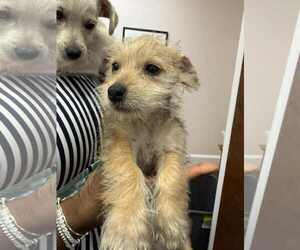 Mutt Dogs for adoption in Holly Springs, NC, USA