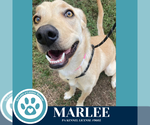 Small #3 Labrador Retriever Mix