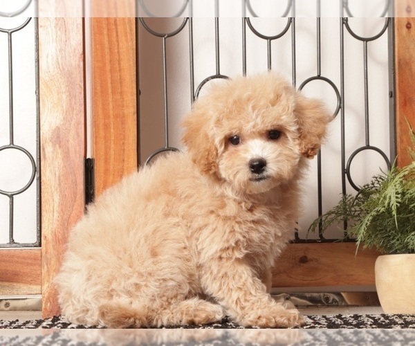 Medium Photo #4 Maltipoo (Miniature) Puppy For Sale in NAPLES, FL, USA