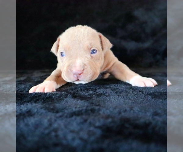 Medium Photo #22 American Bully Puppy For Sale in PALMDALE, CA, USA