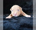 Small Photo #22 American Bully Puppy For Sale in PALMDALE, CA, USA