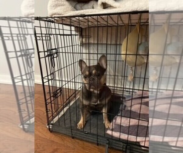 Medium Photo #1 French Bulldog Puppy For Sale in PHILADELPHIA, PA, USA