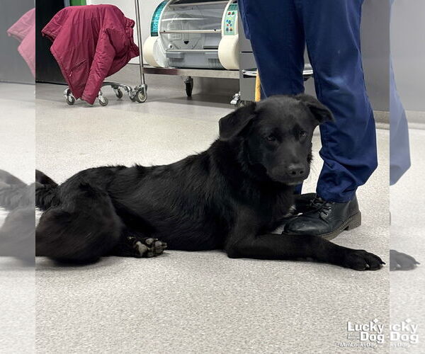 Medium Photo #2 Labrador Retriever-Unknown Mix Puppy For Sale in Washington, DC, USA