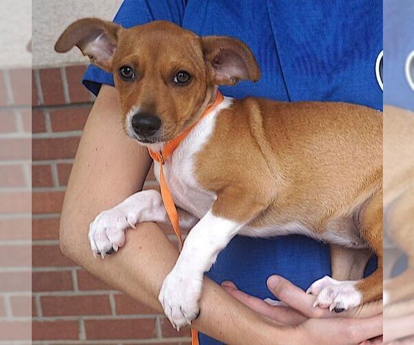 Medium Photo #2 Chihuahua Puppy For Sale in Carrollton, TX, USA