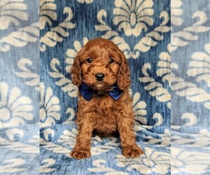 Cockapoo-Poodle (Miniature) Mix Puppy for sale in LANCASTER, PA, USA