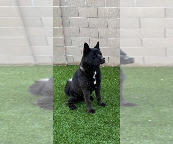 Medium Photo #1 Akita Puppy For Sale in YUMA, AZ, USA