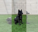 Small Photo #1 Akita Puppy For Sale in YUMA, AZ, USA