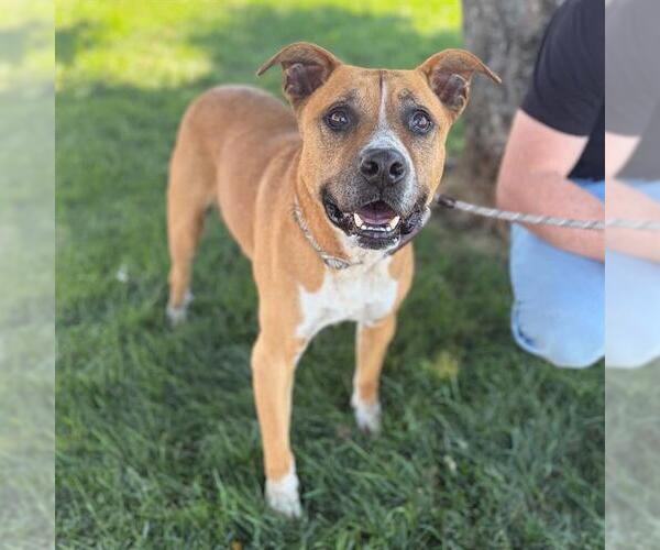 Medium Photo #1 Boxer-Bullmastiff Mix Puppy For Sale in Modesto, CA, USA