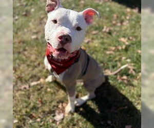 Mutt Dogs for adoption in Alexandria, VA, USA