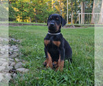 Puppy Black Male Doberman Pinscher