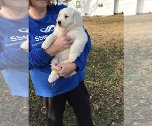 Great Pyrenees Puppy for sale in MOUNT VERNON, IL, USA