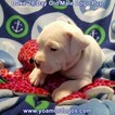 Small Photo #78 Dogo Argentino Puppy For Sale in JANE, MO, USA
