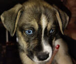 Puppy 4 American Pit Bull Terrier-Siberian Husky Mix