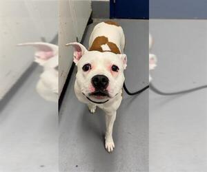 Mutt Dogs for adoption in Peoria, IL, USA