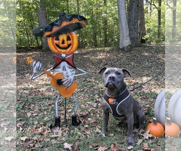 Medium Photo #3 American Pit Bull Terrier-Unknown Mix Puppy For Sale in Germantown, OH, USA