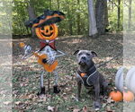 Small #2 American Pit Bull Terrier Mix