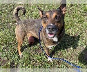 Australian Kelpie-Unknown Mix Dogs for adoption in McKinleyville, CA, USA