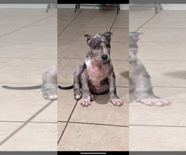 Medium Photo #4 American Bully Puppy For Sale in MANOR, TX, USA