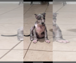 Small Photo #4 American Bully Puppy For Sale in MANOR, TX, USA