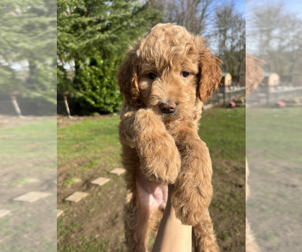 Medium Photo #1 Goldendoodle mix (+ Poodle Miniature) Puppy For Sale in OLYMPIA, WA, USA