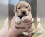 Image preview for Ad Listing. Nickname: Brooks