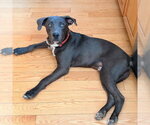 Small #2 Mutt