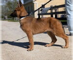 Small #3 Mutt