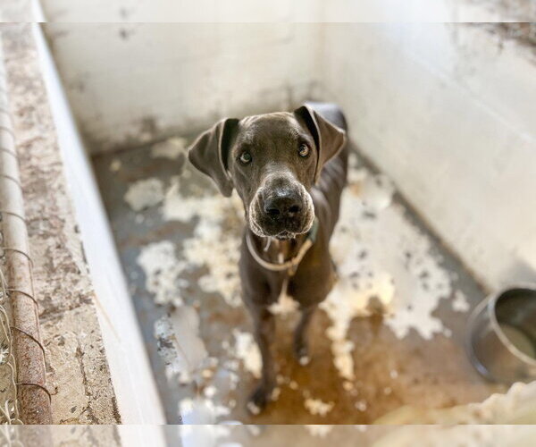 Medium Photo #4 Great Dane Puppy For Sale in Bullard, TX, USA