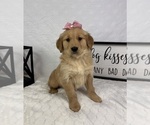 Small #1 Golden Retriever