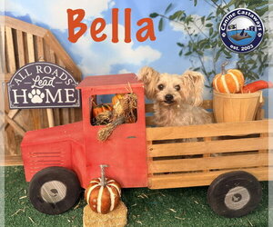 Bella - Female Mutt Dog for Adoption - Photo #3