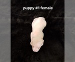 Small Photo #7 American Bulldog Puppy For Sale in INDEPENDENCE, MO, USA