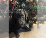Puppy 4 Aussiedoodle-Goldendoodle Mix
