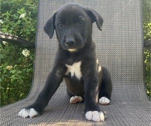 English Shepherd-Jack Russell Terrier Mix Puppy for sale in RICHMOND, MI, USA