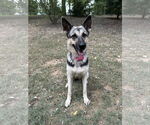 Small German Shepherd Dog