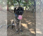 Small #1 Mastiff