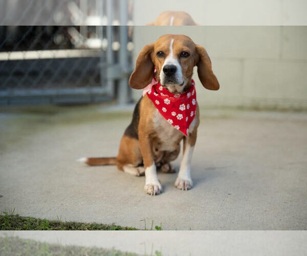 Medium Photo #2 Beagle Puppy For Sale in Tampa, FL, USA