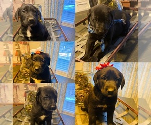 Labradoodle Puppy for sale in CROMWELL, KY, USA