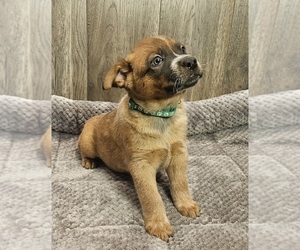 Australian Cattle Dog Puppy for sale in KEOSAUQUA, IA, USA