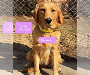 Golden Retriever Dogs for adoption in West Hollywood, CA, USA