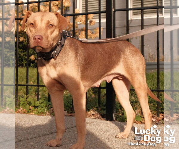 Medium Photo #4 Mutt Puppy For Sale in Washington, DC, USA