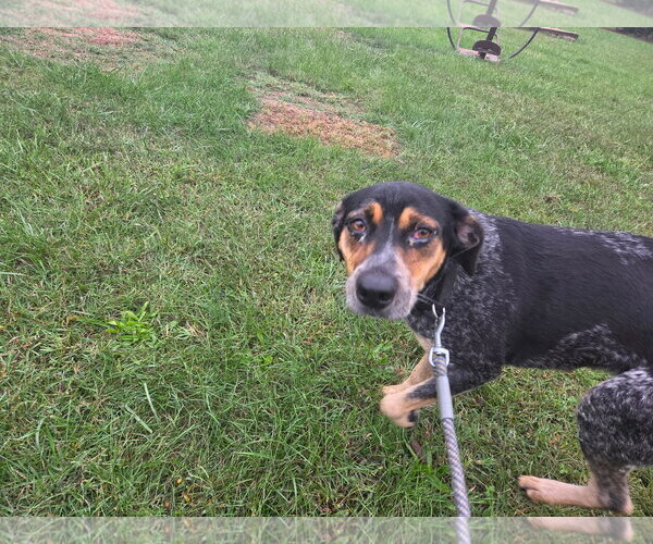 Medium Photo #2 Mutt Puppy For Sale in Rustburg, VA, USA