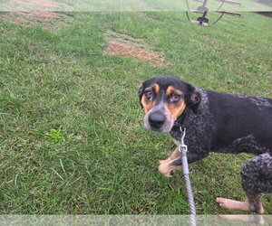 Angel - At shelter available 10/16 - Female Mutt Dog for Adoption - Photo #2