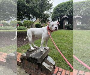 Moo - Female American Pit Bull Terrier Dog for Adoption - Photo #3