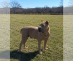 Small Photo #1 Cane Corso Puppy For Sale in COLBERT, OK, USA