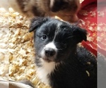 Small Photo #6 Australian Shepherd Puppy For Sale in GARLAND, NC, USA
