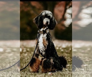 Father of the Bernedoodle mix (+ Poodle Standard) puppies born on 05/29/2026