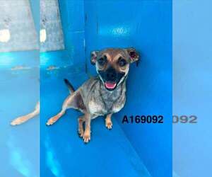 Chihuahua-Unknown Mix Dogs for adoption in Calgary, Alberta, Canada