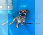 Small Chihuahua Mix