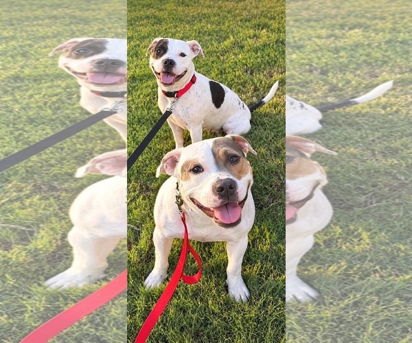 Medium Photo #1 American Pit Bull Terrier-Unknown Mix Puppy For Sale in Germantown, OH, USA