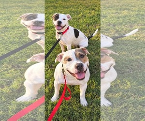 American Pit Bull Terrier-Unknown Mix Dogs for adoption in Germantown, OH, USA